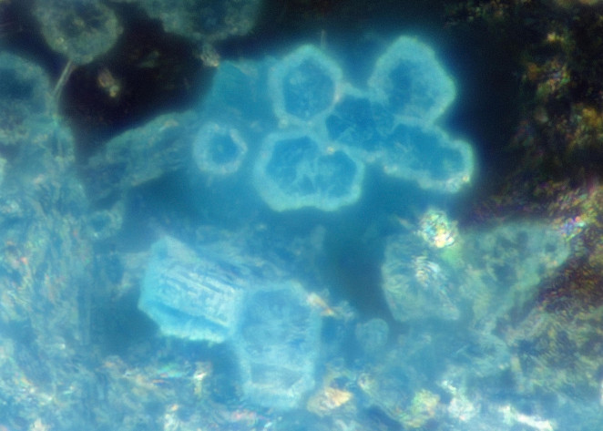 Image 1000000000000296000001D9996D951D266BD2B5.jpg