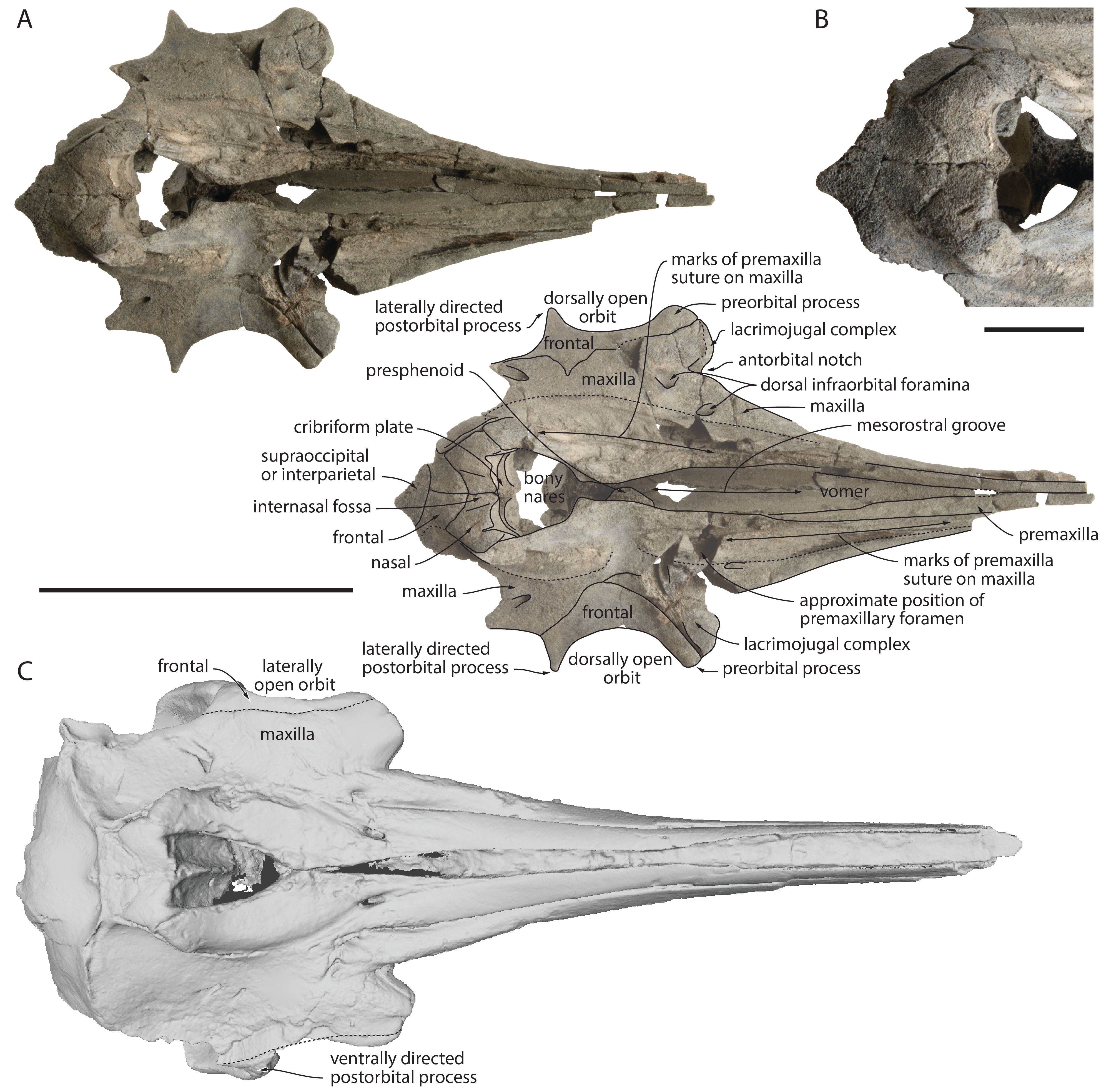 Image 1000000000000F7D00000F5C6763198B.jpg