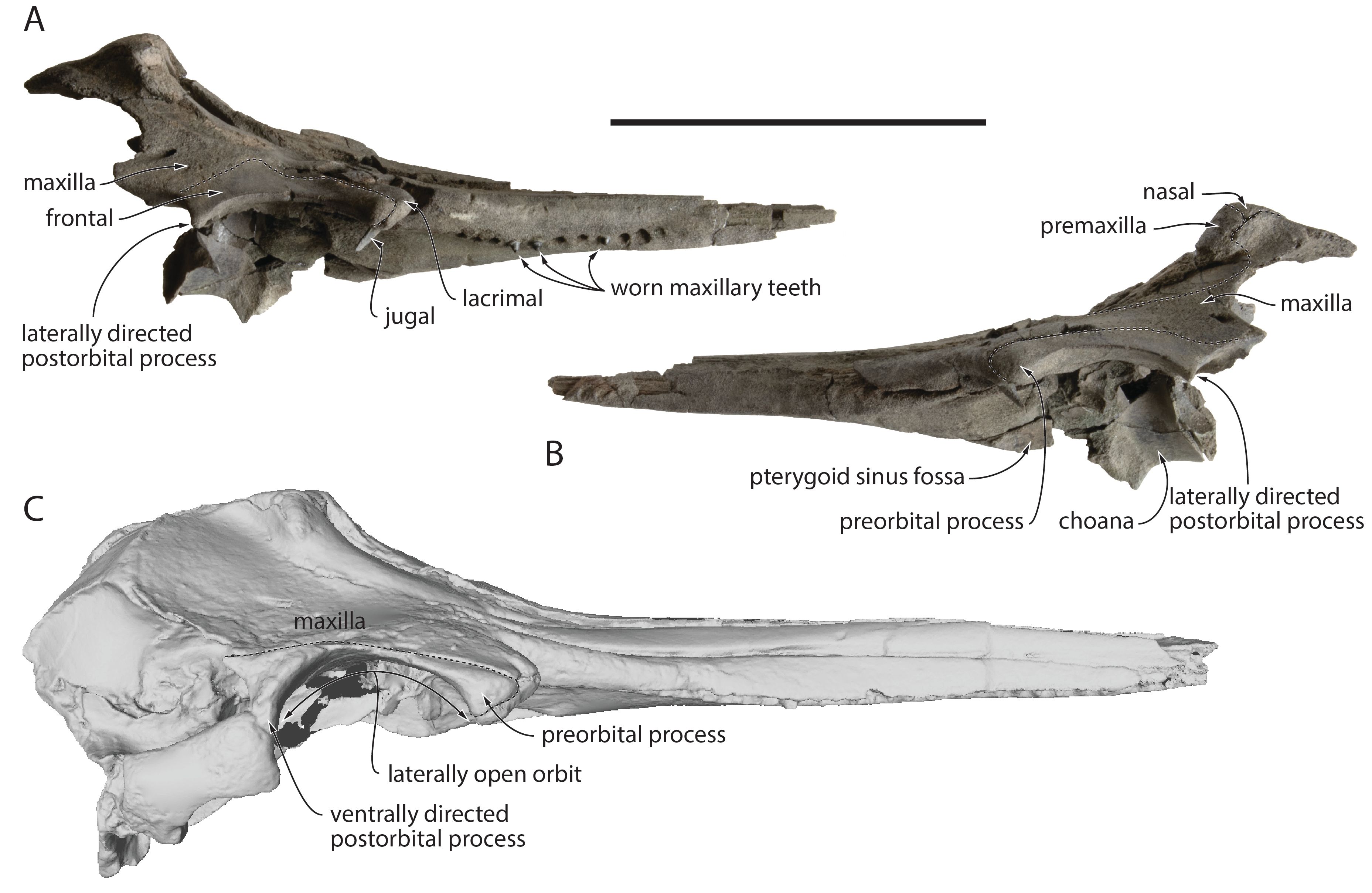 Image 1000000000000E810000097066254FB6.jpg