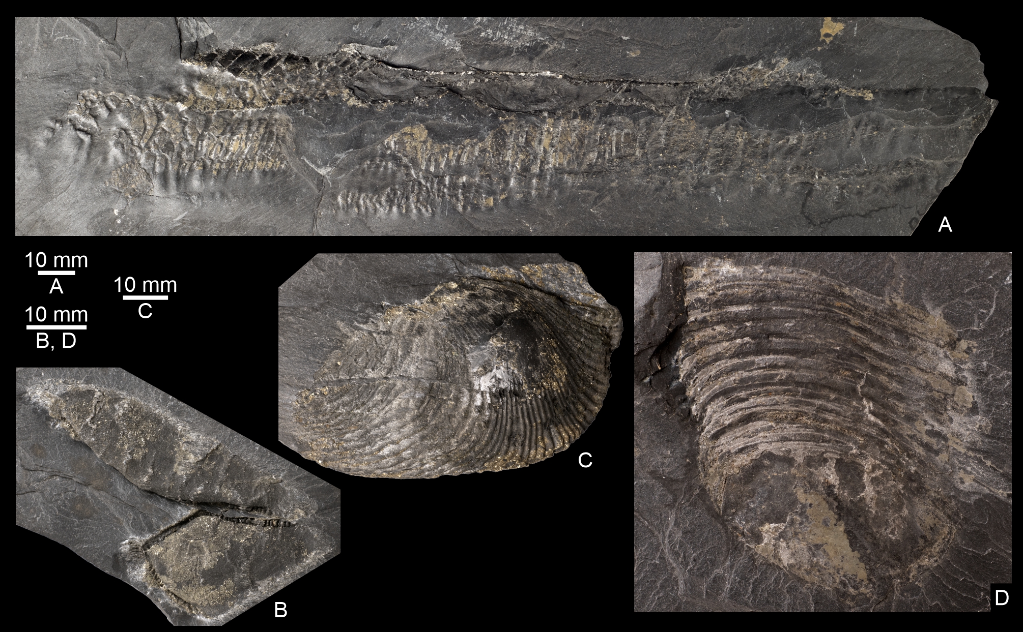 Image 10000000000007DA000004DBEC7D1EB2.jpg