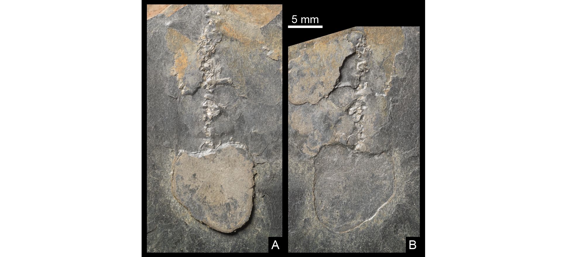 Image 100000000000079200000370FA403FC0.jpg