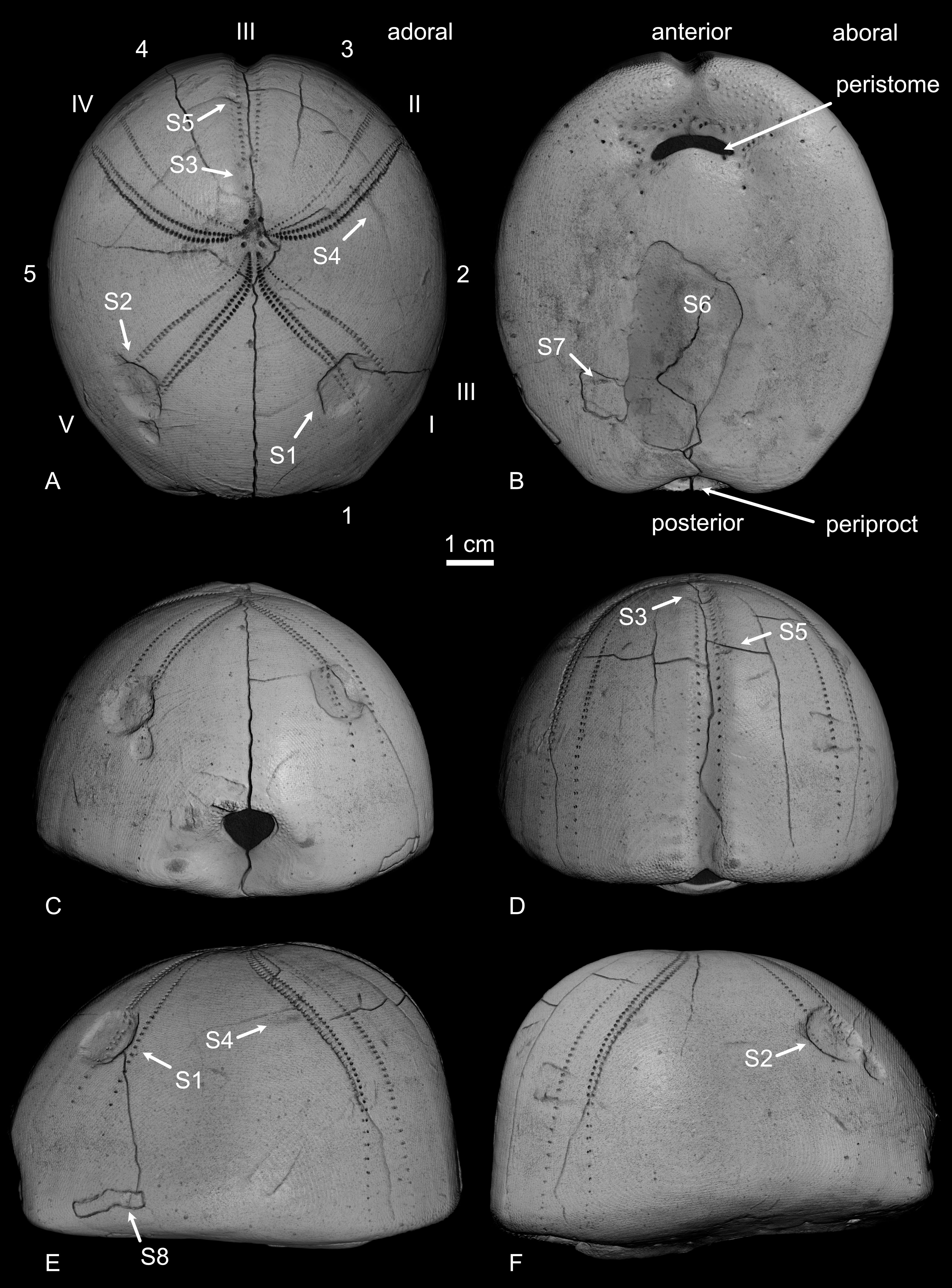 Image 1000000000000FB00000153ADE286DEA.jpg