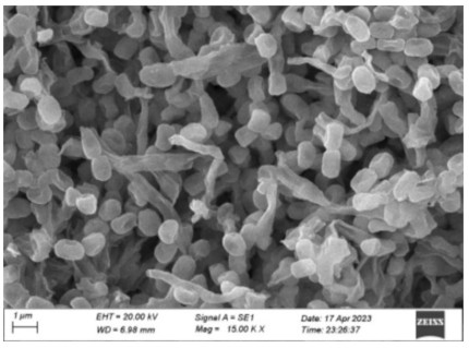 Image 10000000000001AE0000013F9C01916005438582.jpg