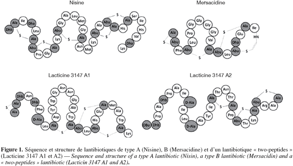 Bactérie lactique : définition et explications