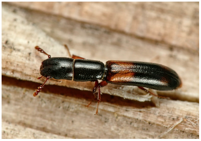 Image 10000001000002FB00000218D350EA6127E898D4.png