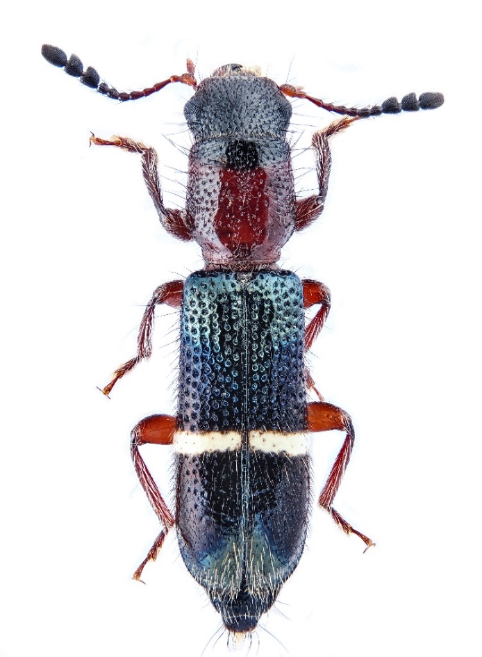 Image 10000000000002B6000003B1D0387ADC5C7F677E.jpg