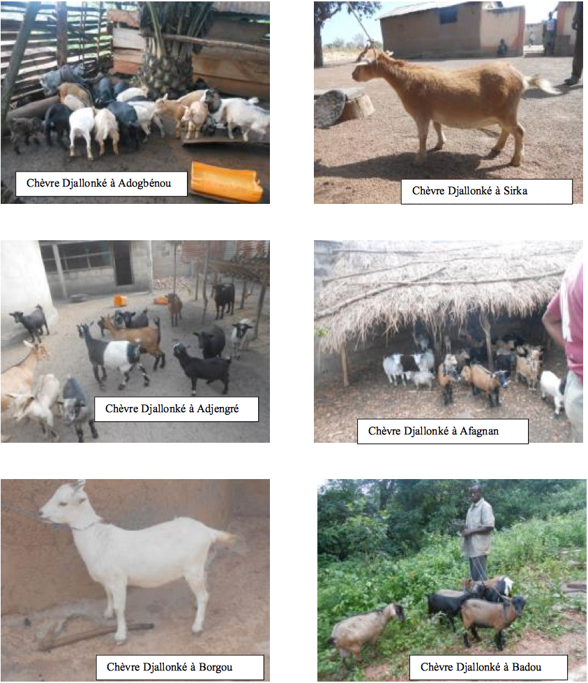 Tout savoir sur l'élevage de chèvres ou caprin - Le Mag Farmitoo