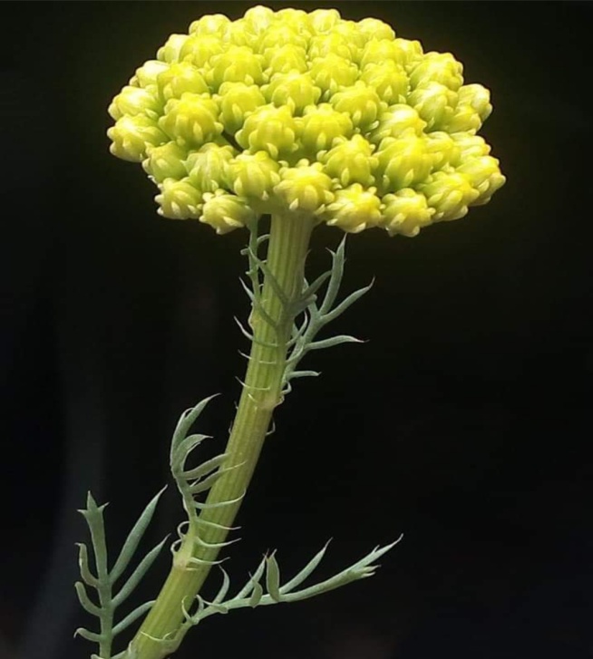 Image 100000000000028E000002D76E56B6249E130EF0.jpg