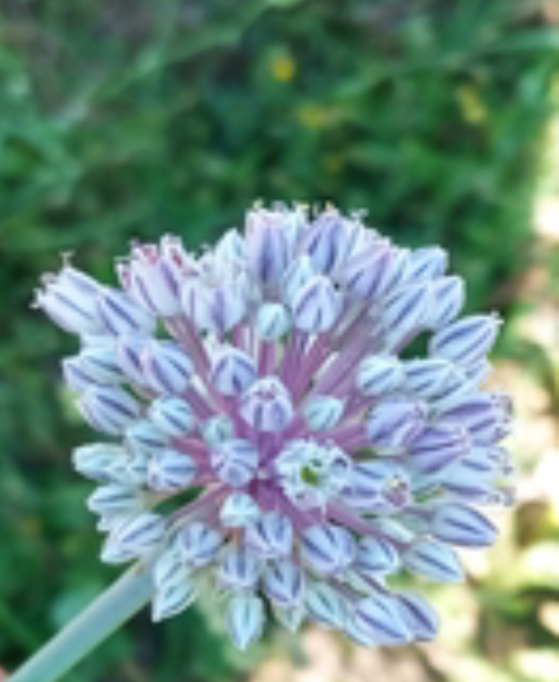 Image 100000000000022F000002AAD1859D2FE8B3B866.png